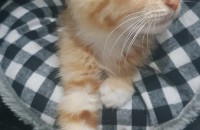 2~3개월 코숏 분양합니다.