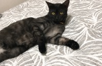 수원 코숏 1살 여아 중성화 완료 고양이책임분양합니다