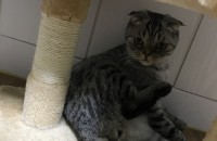 고양이무료분양합니다