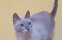 샴(남아),러시안 블루(여아) 2살 두마리 분양합니당