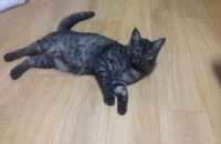 페르시안+코숏 믹스묘 여아8개월