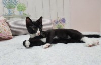 [수원]턱시도 3개월 남아 고양이 분양합니다