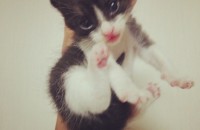 턱시도냥이 여아 6개월 무료분양해드립니다