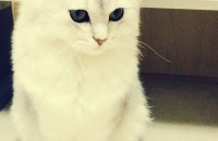 페르시안친칠라(믹스) 무료분양 합니다