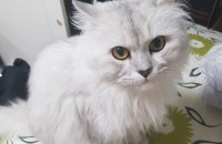 (서울 잠실)페르시안친칠라1살 분양합니다