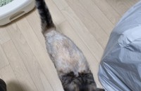 서울 코숏 2살여아 파양합니다