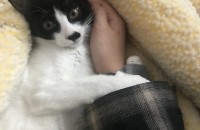 10개월 여아 코숏 책임 분양 합니다.