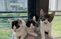 새끼고양이 분양