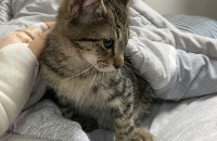 수컷 3개월 아기고양이