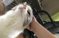 노르웨이숲고양이 무료분양 합니다