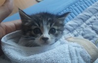 대전-40일된 새끼 고양이 무료 분양해요