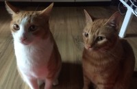 이민가게 되서 저희 아이들 분양하려구요 ㅜ