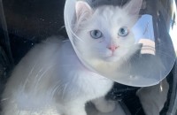 (부산) 6개월 중성화 터키쉬앙고라