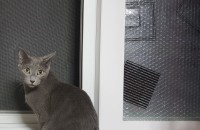 사정으로인해 분양보내요 사랑으로 키워주실분 찾아요