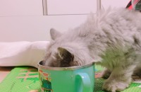 페르시안 고양이 분양해요ㅠ