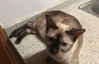 스코티쉬폴트 1살남아 뱅갈 1살여아 무료분양합니다 울산이에요