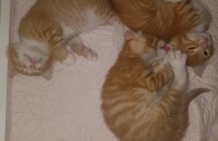 코숏3개월 치즈냥이 4마리 분양합니다