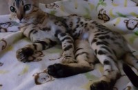 뱅갈고양이 무료분양합니다