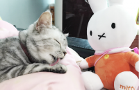 나무-순둥이 무료분양해드릴께여ㅜ