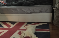 터키쉬앙고라 오드아이 무료분양합니다 !