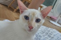 샴 레드포인트 11개월 여아 분양합니다^^