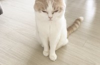 스코티시스트레이트 남아(중성화완료) 1살배기 보내요 ㅠㅠ