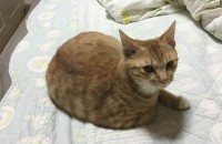 복이의 새 주인이 되어주세요
