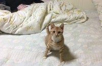 우리 복이의 새주인이 되어주세요