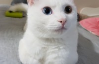 (천안아산)터키쉬앙고라 오드아이 분양합니다