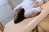 콧숏 남아 키워주실분을 찾습니다