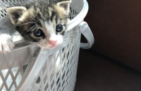 유기고양이 새끼고양이 분양해요 !!