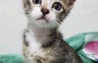 아기 고양이 무료 분양 합니다.