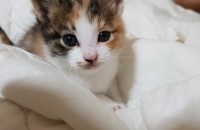 아기고양이 데려가실 분 찾아요