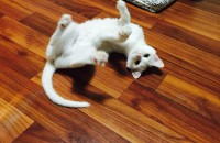 터키쉬 앙고라/암컷/ 중성화X/대전