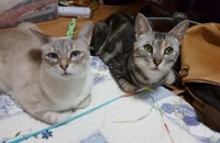 중성화 된 성묘 2마리 분양합니다.