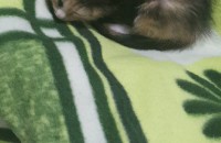 코숏 분양합니다 지역은 서울
