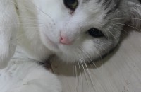 아메숏 1살 남아입니다