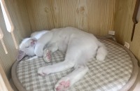 새하얀 우유빛깔 올화이트 아기냥이 평생집사 구해요