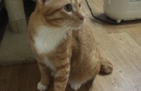 코숏 치즈냥 1년6개월 분양합니다