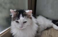 9개원된 남아 노르웨이숲 냥이 보냅니다