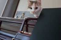 노르웨이숲 아기 고양이 분양해요