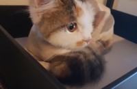 노르웨이숲 고양이 분양해요