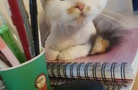 노르웨이숲 고양이 분양합니다