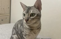 3살 뱅갈 남아 무료입양합니다.