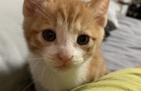 (부산연산동)코숏치즈 남아 아깽이 집사님 구해요