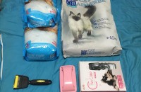 부산 동래구 코숏 여아 무료 분양합니다.