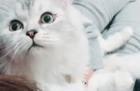 페르시안 1살 남 여