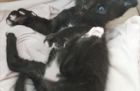 (부산)뒷다리에 흰양말신은 아기냥이 데려가세요~