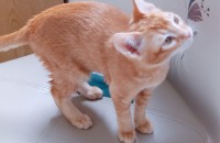 건강하고 이쁜 고양이  입양합니다