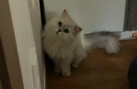 페르시안 여아 분양보냅니다.